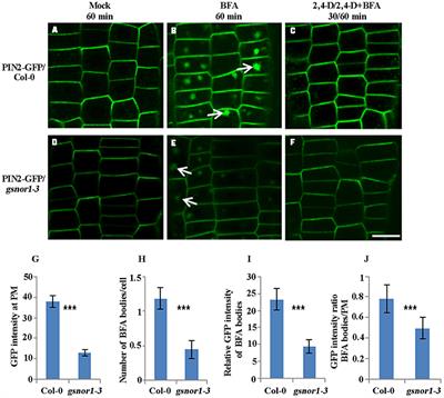 Excessive Cellular S-nitrosothiol Impairs Endocytosis of Auxin Efflux Transporter PIN2